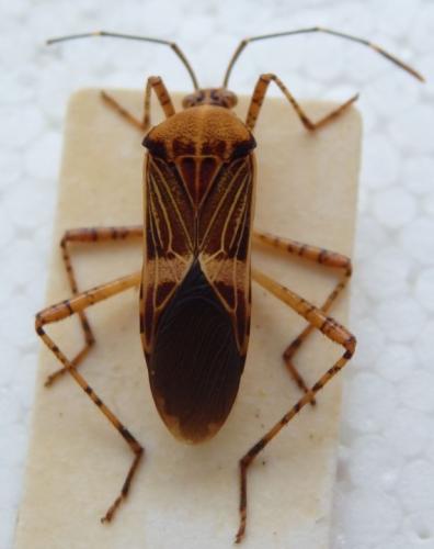 Réf. 205 162 : Hypselonotus sp.